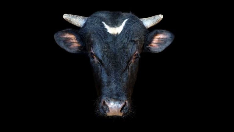 Dow Jones Futures: After Huge Market Rally, What To Do; Warren Buffett’s Berkshire, Nvidia In Focus